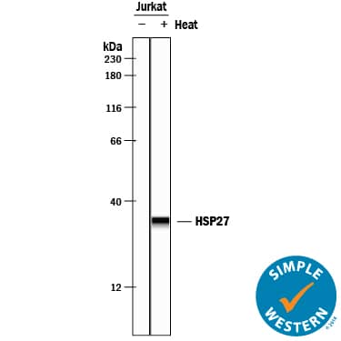 <b>Biological Strategies Validation. </b>Simple Western lane view shows lysates of Jurkat human acute T cell leukemia cell line, loaded at 0.2 mg/mL. A specific band was detected for HSP27 at approximately 33 kDa (as indicated) using 5 µg/mL of Goat Anti-Human/Mouse/Rat HSP27 Antigen Affinity-purified Polyclonal Antibody (Catalog # AF15801) followed by 1:50 dilution of HRP-conjugated Anti-Goat IgG Secondary Antibody (Catalog # HAF109). This experiment was conducted under reducing conditions and using the 12-230 kDa separation system.
