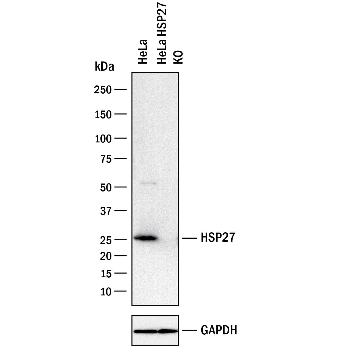 <b>Genetic Strategies Validation. </b>Western blot shows lysates of HeLa human cervical epithelial carcinoma parental cell line and HSP27 knockout HeLa cell line (KO). PVDF membrane was probed with 0.5 µg/mL of Rabbit Anti-Human HSP27 Antigen Affinity-purified Polyclonal Antibody (Catalog # AF1580) followed by HRP-conjugated Anti-Rabbit IgG Secondary Antibody (HAF008). A specific band was detected for HSP27 at approximately 27 kDa (as indicated) in the parental HeLa cell line, but is not detectable in knockout HeLa cell line. GAPDH (MAB5718) is shown as a loading control. This experiment was conducted under reducing conditions and using Immunoblot Buffer Group 1.
