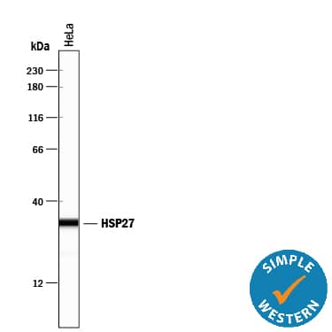 Simple Western lane view shows lysates of HeLa human cervical epithelial carcinoma cell line, loaded at 0.2 mg/mL. A specific band was detected for HSP27 at approximately 31 kDa (as indicated) using 0.5 µg/mL of Rabbit Anti-Human HSP27 Antigen Affinity-purified Polyclonal Antibody (Catalog # AF1580). This experiment was conducted under reducing conditions and using the 12-230 kDa separation system.