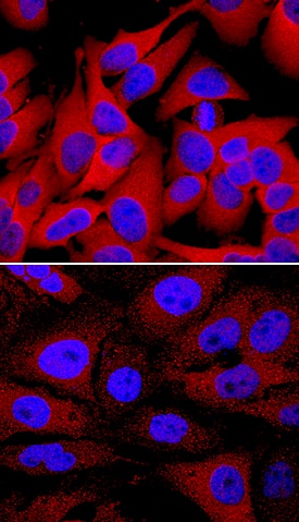 <b>Biological Strategies Validation. </b>HSP27 phosphorylated at S78/S82 was detected in immersion fixed HeLa human cervical epithelial carcinoma cell line unstimulated (lower panel) or stimulated with 20 mJ/cm2ultraviolet radiation (upper panel) using Rabbit Anti-Human/Mouse/Rat Phospho-HSP27 (S78/S82) Antigen Affinity-purified Polyclonal Antibody (Catalog # AF2314) at 1 µg/mL for 3 hours at room temperature. Cells were stained using the NorthernLights™ 557-conjugated Anti-Rabbit IgG Secondary Antibody (red; Catalog # NL004) and counterstained with DAPI (blue). Specific staining was localized to cytoplasm and nuclei. View our protocol for Fluorescent ICC Staining of Cells on Coverslips.
