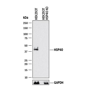 <b>Genetic Strategies Validation. </b>Western blot shows lysates of HEK293T human embryonic kidney parental cell line and HSP40/DNAJB1 knockout HEK293T cell line (KO). PVDF membrane was probed with 1 µg/mL of Sheep Anti-Human/Mouse HSP40/DNAJB1 Antigen Affinity-purified Polyclonal Antibody (Catalog # AF4145) followed by HRP-conjugated Anti-Sheep IgG Secondary Antibody (Catalog # HAF016). A specific band was detected for HSP40/DNAJB1 at approximately 40 kDa (as indicated) in the parental HEK293T cell line, but is not detectable in knockout HEK293T cell line. GAPDH (Catalog # AF5718) is shown as a loading control. This experiment was conducted under reducing conditions and using Immunoblot Buffer Group 1.