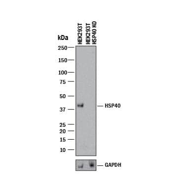 <b>Genetic Strategies Validation. </b>Western blot shows lysates of HEK293T human embryonic kidney parental cell line and HSP40 knockout HEK293T cell line (KO). PVDF membrane was probed with 0.5 µg/mL of Mouse Anti-Human/Mouse/Rat HSP40/DNAJB1 Monoclonal Antibody (Catalog # MAB4145) followed by HRP-conjugated Anti-Mouse IgG Secondary Antibody (Catalog # HAF018). A specific band was detected for HSP40/DNAJB1 at approximately 40 kDa (as indicated) in the parental HEK293T cell line, but is not detectable in knockout HEK293T cell line. GAPDH (Catalog # MAB5718) is shown as a loading control. This experiment was conducted under reducing conditions and using Immunoblot Buffer Group 1.
