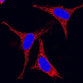 HSP60 was detected in immersion fixed HeLa human cervical epithelial carcinoma cell line using Mouse Anti-Human/Mouse/Rat HSP60 Monoclonal Antibody (Catalog # MAB1800) at 25 µg/mL for 3 hours at room temperature. Cells were stained using the NorthernLights™ 557-conjugated Anti-Mouse IgG Secondary Antibody (red; Catalog # NL007) and counterstained with DAPI (blue). Specific staining was localized to cytoplasm. View our protocol for Fluorescent ICC Staining of Cells on Coverslips.