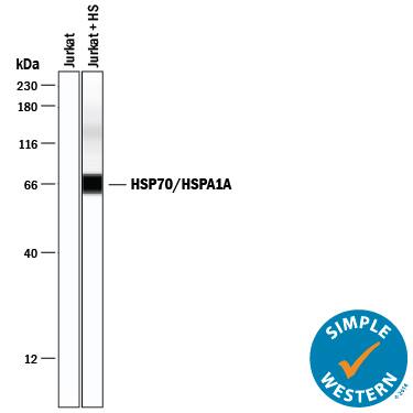 <b>Biological Strategies Validation. </b>Simple Western lane view shows lysates of Jurkat human acute T cell leukemia cell line untreated (-) or treated (+) with heat shocked (HS), loaded at 0.2 mg/mL. A specific band was detected for HSP70/HSPA1A at approximately 66 kDa (as indicated) using 0.5 µg/mL of Rabbit Anti-Human/Mouse/Rat HSP70/HSPA1A Antigen Affinity-purified Polyclonal Antibody (Catalog # AF1663). This experiment was conducted under reducing conditions and using the 12-230 kDa separation system.
