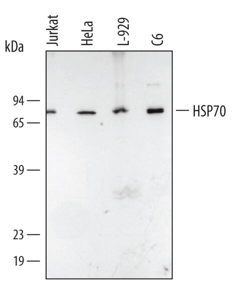 Western blot shows lysates of Jurkat human acute T cell leukemia cell line, HeLa human cervical epithelial carcinoma cell line, L-929 mouse fibroblast cell line, and C6 rat glioma cell line. PVDF membrane was probed with 0.1 µg/mL of Rabbit Anti-Human/Mouse/Rat HSP70/HSPA1A Antigen Affinity-purified Polyclonal Antibody (Catalog # AF1663) followed by HRP-conjugated Anti-Rabbit IgG Secondary Antibody (Catalog # HAF008). A specific band was detected for HSP70/HSPA1A at approximately 72 kDa (as indicated). This experiment was conducted under reducing conditions and using Immunoblot Buffer Group 2.