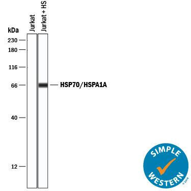 <b>Biological Strategies Validation. </b>Simple Western lane view shows lysates of Jurkat human acute T cell leukemia cell line untreated (-) or treated (+) by heat shocked (HS), loaded at 0.2 mg/mL. A specific band was detected for HSP70/HSPA1A at approximately 67 kDa (as indicated) using 0.5 µg/mL of Mouse Anti-Human/Mouse/Rat HSP70/HSPA1A Monoclonal Antibody (Catalog # MAB1663) . This experiment was conducted under reducing conditions and using the 12-230 kDa separation system.