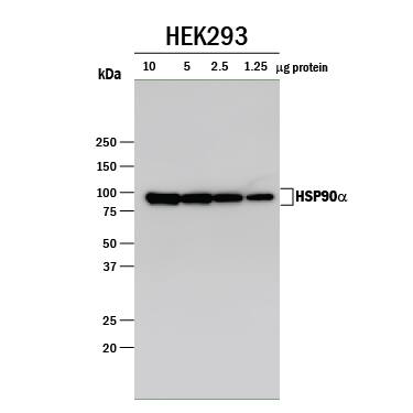 Western blot shows lysates of HEK293 human embryonic kidney cell line. PVDF membrane was probed with 0.5 µg/mL of Rabbit Anti-Human HSP90a Antigen Affinity-purified Polyclonal Antibody (Catalog # A-440) followed by HRP-conjugated Anti-Mouse IgG Secondary Antibody (Catalog # HAF007). A specific band was detected for HSP90a at approximately 85-95 kDa (as indicated). This experiment was conducted under reducing conditions and using Immunoblot Buffer Group 1.
