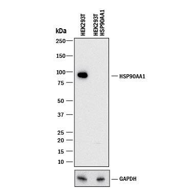 <b>Genetic Strategies Validation. </b>Western blot shows lysates of HEK293T human embryonic kidney parental cell line and HSP90a knockout HEK293T cell line (KO). PVDF membrane was probed with 0.5 µg/mL of Rabbit Anti-Human HSP90a Antigen Affinity-purified Polyclonal Antibody (Catalog # AF7247) followed by HRP-conjugated Anti-Rabbit IgG Secondary Antibody (Catalog # HAF008). A specific band was detected for HSP90a at approximately 96 kDa (as indicated) in the parental HEK293T cell line, but is not detectable in knockout HEK293T cell line. GAPDH (Catalog # AF5718) is shown as a loading control. This experiment was conducted under reducing conditions and using Immunoblot Buffer Group 1.