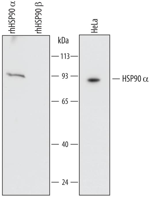 Western blot shows lysates of HeLa human cervical epithelial carcinoma cell line. PVDF membrane was probed with 0.5 µg/mL of Rabbit Anti-Human HSP90a Antigen Affinity-purified Polyclonal Antibody (Catalog # AF7247) followed by HRP-conjugated Anti-Rabbit IgG Secondary Antibody (Catalog # HAF008). For additional reference, recombinant human HSP90a and recombinant human HSP90 beta  (5 ng/lane) were included. A specific band was detected for HSP90a at approximately 90 kDa (as indicated). This experiment was conducted under reducing conditions and using Immunoblot Buffer Group 1.