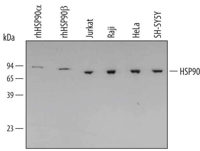 Western blot shows lysates of Jurkat human acute T cell leukemia cell line, Raji human Burkitt's lymphoma cell line, HeLa human cervical epithelial carcinoma cell line, and SH-SY5Y human neuroblastoma cell line. PVDF membrane was probed with 0.5 µg/mL Goat Anti-Human HSP90 Antigen Affinity-purified Polyclonal Antibody (Catalog # AF3286) followed by HRP-conjugated Anti-Goat IgG Secondary Antibody (Catalog # HAF109). For additional reference, recombinant human HSP90a and HSP90 beta  (5 ng/lane) were included. A specific band for HSP90 was detected at approximately 90 kDa (as indicated). This experiment was conducted under reducing conditions and using Immunoblot Buffer Group 2.