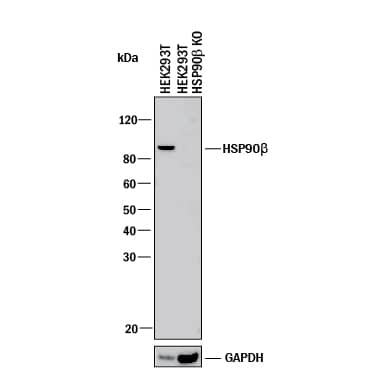 <b>Genetic Strategies Validation. </b>Western blot shows lysates of HEK293T human embryonic kidney parental cell line and HSP90 beta  knockout HEK293T cell line (KO). PVDF membrane was probed with 0.25 µg/mL of Mouse Anti-Human/Mouse/Rat HSP90 beta  Monoclonal Antibody (Catalog # MAB32861) followed by HRP-conjugated Anti-Mouse IgG Secondary Antibody (Catalog # HAF018). A specific band was detected for HSP90 beta  at approximately 90 kDa (as indicated) in the parental HEK293T cell line, but is not detectable in knockout HEK293T cell line. GAPDH (Catalog # MAB5718) is shown as a loading control. This experiment was conducted under reducing conditions and using Immunoblot Buffer Group 1.