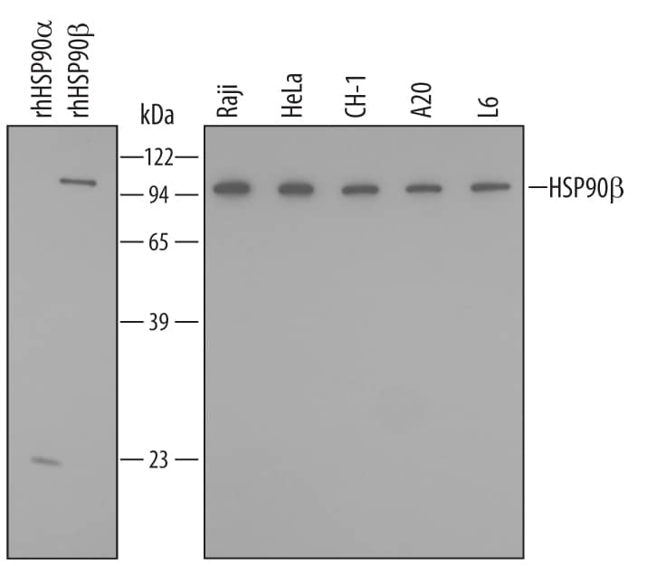 Western blot shows lysates of Raji human Burkitt's lymphoma cell line and HeLa human cervical epithelial carcinoma cell line, CH-1 mouse B cell lymphoma cell line, A20 mouse B cell lymphoma cell line, and L6 rat myoblast cell line. PVDF membrane was probed with 0.25 µg/mL Mouse Anti-Human/Mouse/Rat HSP90 beta  Monoclonal Antibody (Catalog # MAB32861) followed by HRP-conjugated Anti-Mouse IgG Secondary Antibody (Catalog # HAF007). For additional reference, recombinant human HSP90a and HSP90 beta  (5 ng/lane) were included. A specific band for HSP90 beta  was detected at approximately 100 kDa (as indicated). This experiment was conducted under reducing conditions and using Immunoblot Buffer Group 2.
