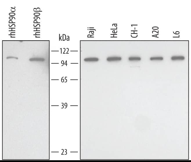 Western Blot HSP90 Antibody (341320) [Unconjugated]