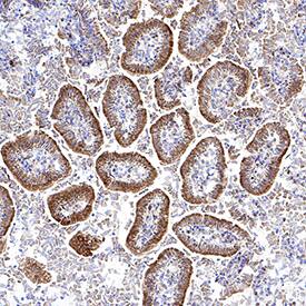 HSPA8/HSC71 was detected in immersion fixed frozen sections of mouse intestine using Goat Anti-Human/Mouse/Rat HSPA8/HSC71 Antigen Affinity-purified Polyclonal Antibody (Catalog # AF4148) at 3 µg/mL for 1 hour at room temperature followed by incubation with the Anti-Goat IgG VisUCyte™ HRP Polymer Antibody (Catalog # VC004). Tissue was stained using DAB (brown) and counterstained with hematoxylin (blue). Specific staining was localized to epithelial cells in intestinal glands. View our protocol for IHC Staining with VisUCyte HRP Polymer Detection Reagents.
