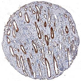 Immunohistochemistry HSPA8/HSC71/Hsc70 Antibody (521503) [Unconjugated]
