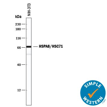 Simple Western HSPA8/HSC71/Hsc70 Antibody (521503) [Unconjugated]