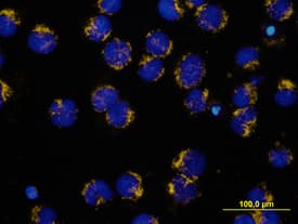 Immunocytochemistry HTRA2/Omi Antibody [Unconjugated]