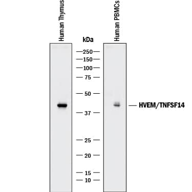 Western blot shows lysates of human thymus tissue and human peripheral blood mononuclear cells (PBMCs). PVDF membrane was probed with 1 µg/mL of Goat Anti-Human HVEM/TNFRSF14 Antigen Affinity-purified Polyclonal Antibody (Catalog # AF356) followed by HRP-conjugated Anti-Goat IgG Secondary Antibody (HAF017). A specific band was detected for HVEM/TNFRSF14 at approximately 40 kDa (as indicated). This experiment was conducted under reducing conditions and using Immunoblot Buffer Group 1.