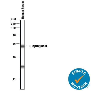 Simple Western lane view shows human serum, loaded at 1:25000 dilution. A specific band was detected for Haptoglobin at approximately 60 kDa (as indicated) using 1 µg/mL of Goat Anti-Human/Mouse Haptoglobin Antigen Affinity-purified Polyclonal Antibody (Catalog # AF8465) followed by 1:50 dilution of HRP-conjugated Anti-Goat IgG Secondary Antibody (Catalog # HAF019). This experiment was conducted under reducing conditions and using the 12-230 kDa separation system.