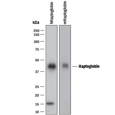 Western blot shows lysates of human Haptoglobin purified from human serum and mouse haptoglobin purified from mouse serum. PVDF membrane was probed with 0.2 µg/mL of Goat Anti-Human/Mouse Haptoglobin Antigen Affinity-purified Polyclonal Antibody (Catalog # AF8465) followed by HRP-conjugated Anti-Goat IgG Secondary Antibody (Catalog # HAF017). A specific band was detected for Haptoglobin at approximately 45 kDa (as indicated). This experiment was conducted under reducing conditions and using Immunoblot Buffer Group 1.