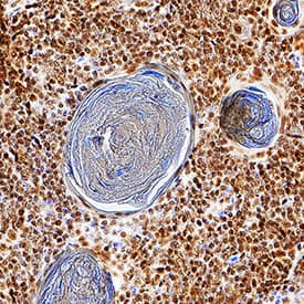 Immunohistochemistry Helios Antibody (736423) [Unconjugated]