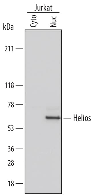 Western Blot Helios Antibody (736423) [Unconjugated]