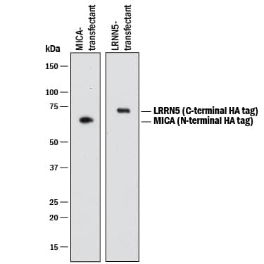 Western blot shows lysates of HEK293 human embryonic kidney cell line transfected with N-terminal HA-tagged MICA and C-terminal HA-tagged LRRN5. PVDF membrane was probed with 0.1 µg/mL of Rabbit Anti-HA Tag Biotinylated Monoclonal Antibody (Catalog # BAM0601) followed by Streptavidin-HRP (Catalog # DY998). Specific bands were detected for HA-tagged proteins at approximately 70 and 77 kDa (as indicated). This experiment was conducted under reducing conditions and using Immunoblot Buffer Group 1.