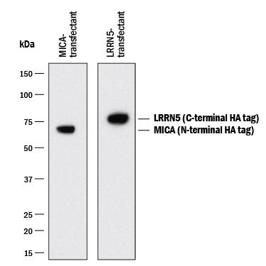 Western blot shows lysates of HEK293 human embryonic kidney cell line transfected with N-terminal HA-tagged MICA and C-terminal HA-tagged LRRN5. PVDF membrane was probed with 1:1000-1:3000 dilution of Rabbit Anti-HA Tag Peptide HRP-conjugated Monoclonal Antibody (Catalog # HAM0601). Specific bands were detected for HA-tagged proteins at approximately 70 kDa and 77 kDa (as indicated). This experiment was conducted under reducing conditions and using Immunoblot Buffer Group 1.