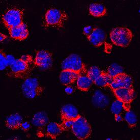 HA was detected in immersion fixed NS0 mouse myeloma cell line transfected with HA-tagged WISP-2 using Rabbit Anti-HA Monoclonal Antibody (Catalog # MAB0601) at 3 µg/mL for 3 hours at room temperature. Cells were stained using the NorthernLights™ 557-conjugated Anti-Rabbit IgG Secondary Antibody (red; Catalog # NL004) and counterstained with DAPI (blue). Specific staining was localized to cytoplasm. View our protocol for Fluorescent ICC Staining of Non-adherent Cells.