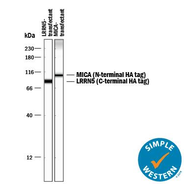 Simple Western lane view shows lysates of HEK293 human embryonic kidney cell line transfected with C-terminal HA-tagged LRRN5 and N-terminal HA-tagged MICA, loaded at 0.1 mg/mL. Specific bands were detected for HA-tagged proteins at approximately 87 and 106 kDa (as indicated) using 1 µg/mL of Rabbit Anti-HA Monoclonal Antibody (Catalog # MAB0601). This experiment was conducted under reducing conditions and using the 12-230 kDa separation system.
