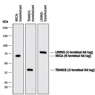 Western blot shows lysates of HEK293 human embryonic kidney cell line transfected with N-terminal HA-tagged MICA, C-terminal HA-tagged TRANCE, and C-terminal HA-tagged LRRN5. PVDF membrane was probed with 0.1 µg/mL of Rabbit Anti-HA Monoclonal Antibody (Catalog # MAB0601) followed by HRP-conjugated Anti-Rabbit IgG Secondary Antibody (Catalog # HAF008). Specific bands were detected for HA-tagged proteins at approximately 70 kDa, 40 kDa, and 77 kDa (as indicated). This experiment was conducted under reducing conditions and using Immunoblot Buffer Group 1.