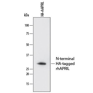 Western blot shows Recombinant Human APRIL/TNFSF13 (Catalog # 5860-AP, 5 ng/lane). PVDF membrane was probed with 1 µg/mL of Mouse Anti-HA Tag Peptide Antibody Monoclonal Antibody (Catalog # MAB060) followed by HRP-conjugated Anti-Mouse IgG Secondary Antibody (Catalog # HAF018). A specific band was detected for N-terminal HA-tagged Recombinant Human APRIL/ TNFSF13 at approximately 26 kDa (as indicated). This experiment was conducted under reducing conditions and using Immunoblot Buffer Group 1.