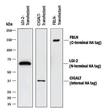 Western blot shows lysates of HEK293 human embryonic kidney cell line transfected with N-terminal HA-tagged LGI-2, Internal Sequence HA-tagged CIGALT, and C-terminal HA-tagged FBLN. PVDF membrane was probed with 0.5 µg/mL of Mouse Anti-HA Peptide Monoclonal Antibody (Catalog # MAB6875) followed by HRP-conjugated Anti-Mouse IgG Secondary Antibody (Catalog # HAF018). Specific bands were detected for HA-tagged proteins at approximately 60, 37, and 150 kDa (as indicated). This experiment was conducted under reducing conditions and using Immunoblot Buffer Group 1.