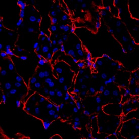 Immunohistochemistry Hemopexin Antibody