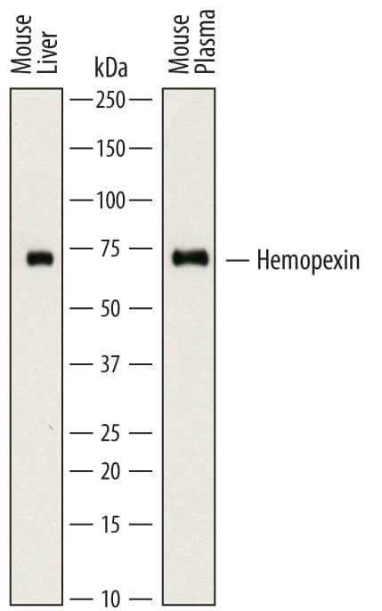 Western Blot Hemopexin Antibody