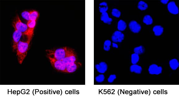 Hepassocin/FGL1 was detected in immersion fixed HepG2 human hepatocellular carcinoma cell line (positive stain) and absent in K562 human leukemia cell line (negative stain) using Mouse Anti-Human Hepassocin/FGL1 Monoclonal Antibody (Catalog # MAB16142) at 8 µg/mL for 3 hours at room temperature. Cells were stained using the NorthernLights™ 557-conjugated Anti-Mouse IgG Secondary Antibody (red; NL007) and counterstained with DAPI (blue). Specific staining was localized to cytoplasm. View our protocol for Fluorescent ICC Staining of Cells on Coverslips.