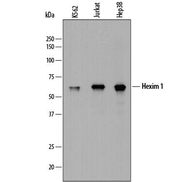 Western Blot Hexim 1 Antibody