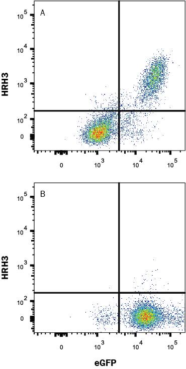 HEK293 human embryonic kidney cell line transfected with (A) Human HRH3 or (B) irrelevant protein, and EGFP, was stained with Rabbit Anti-Human HRH3 Monoclonal Antibody (Catalog # MAB102001) followed by Allophycocyanin-conjugated Anti-Rabbit IgG Secondary Antibody (Catalog # F0111). Quadrant markers were set based on Rabbit IgG isotype control antibody staining (Catalog # MAB1050). View our protocol for Staining Membrane-associated Proteins.