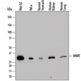 Western blot shows lysates of HepG2 human hepatocellular carcinoma cell line, HeLa human cervical epithelial carcinoma cell line, human stomach tissue, human kidney tissue, and human lung tissue. PVDF membrane was probed with 0.5 µg/mL of Sheep Anti-Human Histamine N-Methyltransferase/HNMT Antigen Affinity-purified Polyclonal Antibody (Catalog # AF7637) followed by HRP-conjugated Anti-Sheep IgG Secondary Antibody (Catalog # HAF016). A specific band was detected for Histamine N-Methyltransferase/HNMT at approximately 32 kDa (as indicated). This experiment was conducted under reducing conditions and using Immunoblot Buffer Group 1.