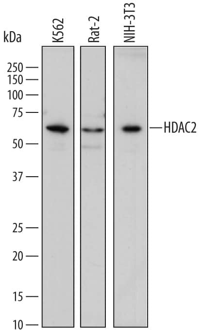 Western blot shows lysates of K562 human chronic myelogenous leukemia cell line, Rat-2 rat embryonic fibroblast cell line, and NIH-3T3 mouse embryonic fibroblast cell line. PVDF membrane was probed with 0.1 µg/mL of Sheep Anti-Human/Mouse/Rat Histone Deacetylase 2/HDAC2 Antigen Affinity-purified Polyclonal Antibody (Catalog # AF7679) followed by HRP-conjugated Anti-Sheep IgG Secondary Antibody (Catalog # HAF016). A specific band was detected for Histone Deacetylase 2/HDAC2 at approximately 60 kDa (as indicated). This experiment was conducted under reducing conditions and using Immunoblot Buffer Group 1.