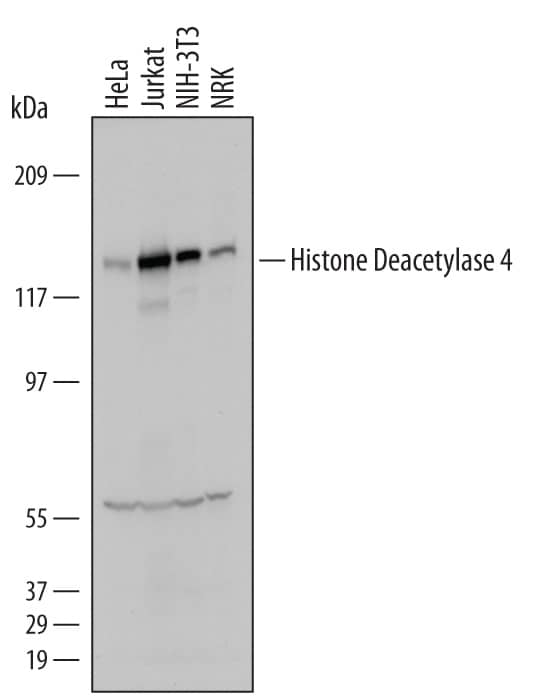 Western blot shows lysates of HeLa human cervical epithelial carcinoma cell line, Jurkat human acute T cell leukemia cell line, NIH-3T3 mouse embryonic fibroblast cell line, and NRK rat normal kidney cell line. PVDF Membrane was probed with 1 µg/mL of Human/Mouse/Rat Histone Deacetylase 4/HDAC4 Antigen Affinity-purified Polyclonal Antibody (Catalog # AF6205) followed by HRP-conjugated Anti-Sheep IgG Secondary Antibody (Catalog # HAF016). A specific band was detected for Histone Deacetylase 4/HDAC4 at approximately 140 kDa (as indicated). This experiment was conducted under reducing conditions and using Immunoblot Buffer Group 1.
