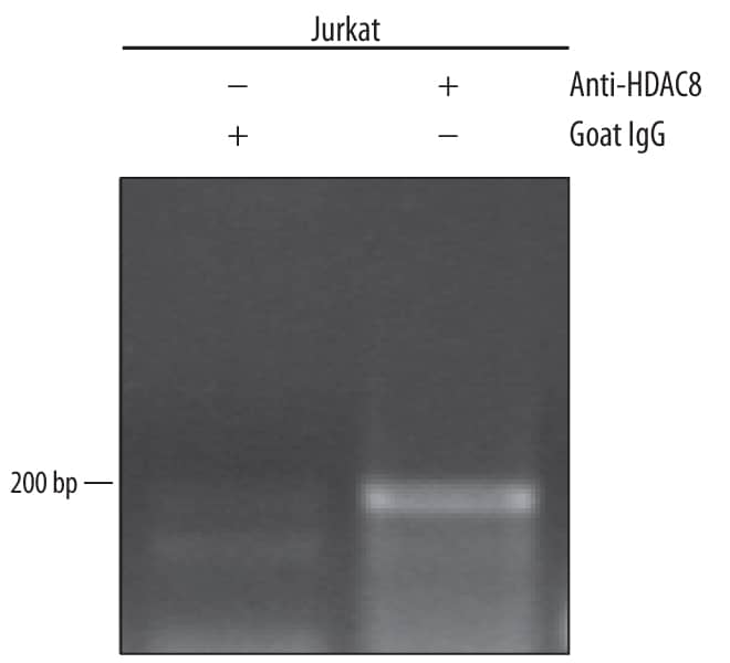 <b>Biological Strategies Validation. </b>Jurkat human acute T cell leukemia cell line treated with 50 ng/mL PMA and 200 ng/mL calcium ionomycin for 30 minutes was fixed using formaldehyde, resuspended in lysis buffer, and sonicated to shear chromatin. Histone Deacetylase 8/HDAC8/DNA complexes were immunoprecipitated using 5 µg Sheep Anti-Human/Mouse Histone Deacetylase 8/HDAC8 Antigen Affinity-purified Polyclonal Antibody (Catalog # AF4359) or control antibody (Catalog # 5-001-A) for 15 minutes in an ultrasonic bath, followed by Biotinylated Anti-Sheep IgG Secondary Antibody (Catalog # [[catalogNumber:BAF016).Immunocomplexes were captured using 50 µL of MagCellect Streptavidin Ferrofluid (Catalog # [[catalogNumber:MAG999) and DNA was purified using chelating resin solution. TheIFN-gammapromoter was detected by standard PCR.