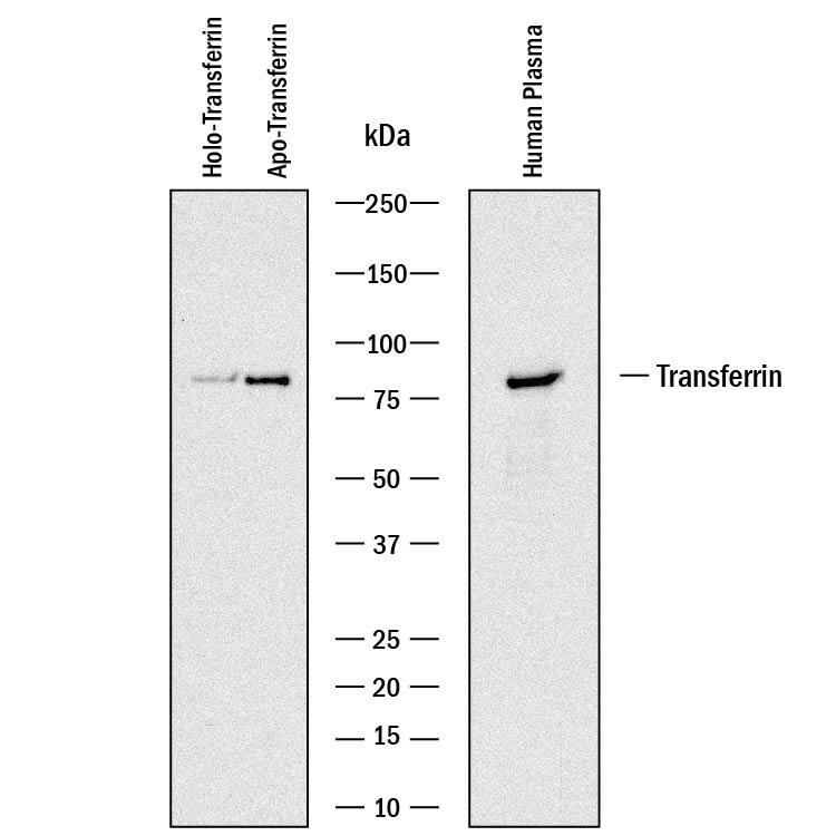 Western blot shows purified holo-transferrin, purified apo-transferrin, and human plasma. PVDF membrane was probed with 0.1 µg/mL of Goat Anti-Human Transferrin Antigen Affinity-purified Polyclonal Antibody (Catalog # AF2914) followed by HRP-conjugated Anti-Goat IgG Secondary Antibody (Catalog # HAF017). A specific band was detected for Transferrin and Apo-Transferrin at approximately 75 kDa (as indicated). This experiment was conducted under reducing conditions and using Immunoblot Buffer Group 1.