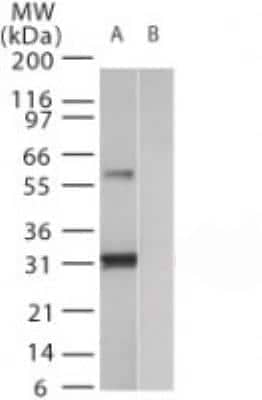 Western Blot: Humanin Antibody [NB100-56876] - Analysis of human humanin in (A) recombinant fusion protein containing amino acids 12-24 and (B) fusion partner without these amino acids, using this antibody.
