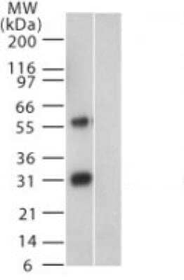 Western Blot Humanin Antibody - BSA Free