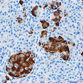 Immunohistochemistry IA-2/PTPRN Antibody (815811) [Unconjugated]