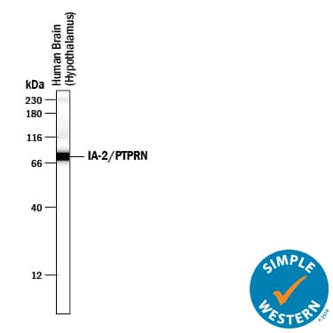 Simple Western IA-2/PTPRN Antibody (815811) [Unconjugated]