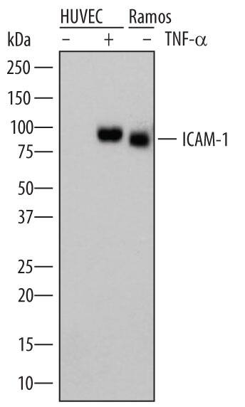 Western blot shows lysates of HUVEC human umbilical vein endothelial cells and Ramos human Burkitt's lymphoma cell line untreated (-) or treated (+) with 10 ng/mL Recombinant Human TNF-a (Catalog # 210-TA) for 24 hours. PVDF membrane was probed with 0.2 µg/mL of Sheep Anti-Human ICAM-1/CD54 Antigen Affinity-purified Polyclonal Antibody (Catalog # AF720) followed by HRP-conjugated Anti-Sheep IgG Secondary Antibody (Catalog # HAF016). A specific band was detected for ICAM-1/CD54 at approximately 90 kDa (as indicated). This experiment was conducted under reducing conditions and using Immunoblot Buffer Group 1.