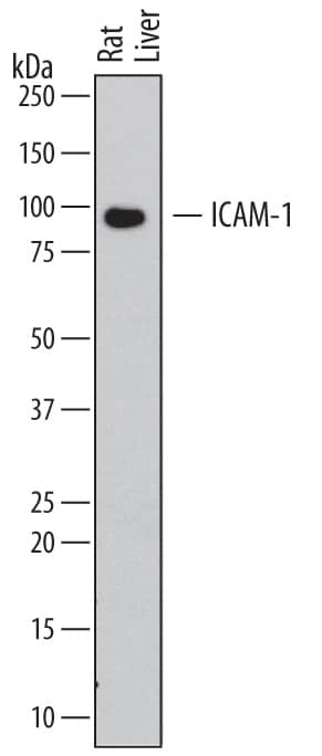 Western blot shows lysates of rat liver tissue. PVDF membrane was probed with 0.2 µg/mL of Goat Anti-Rat ICAM-1/CD54 Biotinylated Antigen Affinity-purified Polyclonal Antibody (Catalog # BAF583) followed by Streptavidin-HRP (Catalog # DY998). A specific band was detected for ICAM-1/CD54 at approximately 90 kDa (as indicated). This experiment was conducted under reducing conditions and using Immunoblot Buffer Group 1.