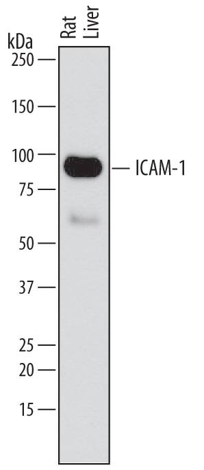 Western blot shows lysates of rat liver tissue. PVDF membrane was probed with 1 µg/mL of Mouse Anti-Rat ICAM-1/CD54 Monoclonal Antibody (Catalog # MAB583) followed by HRP-conjugated Anti-Mouse IgG Secondary Antibody (Catalog # HAF007). A specific band was detected for ICAM-1/CD54 at approximately 90 kDa (as indicated). This experiment was conducted under reducing conditions and using Immunoblot Buffer Group 1.